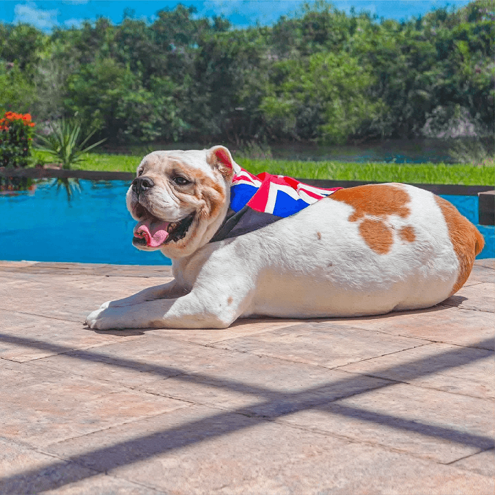Bulldog wearing a British flag bandana lounging on a brick patio by a blue pool, with trees visible behind.